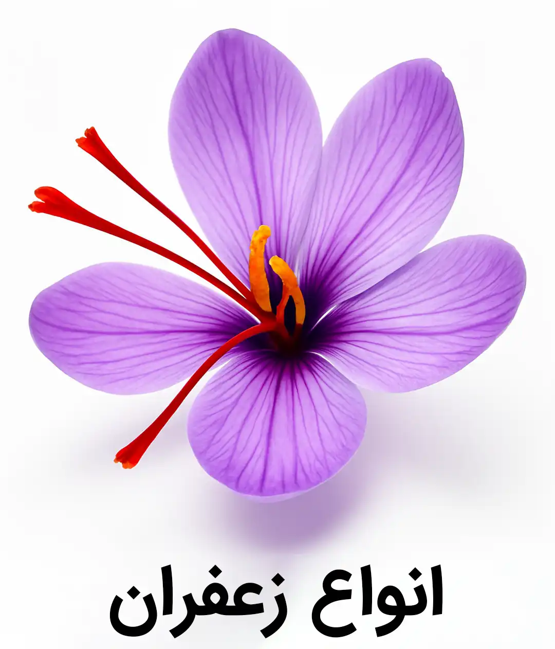 خرید انواع زعفران